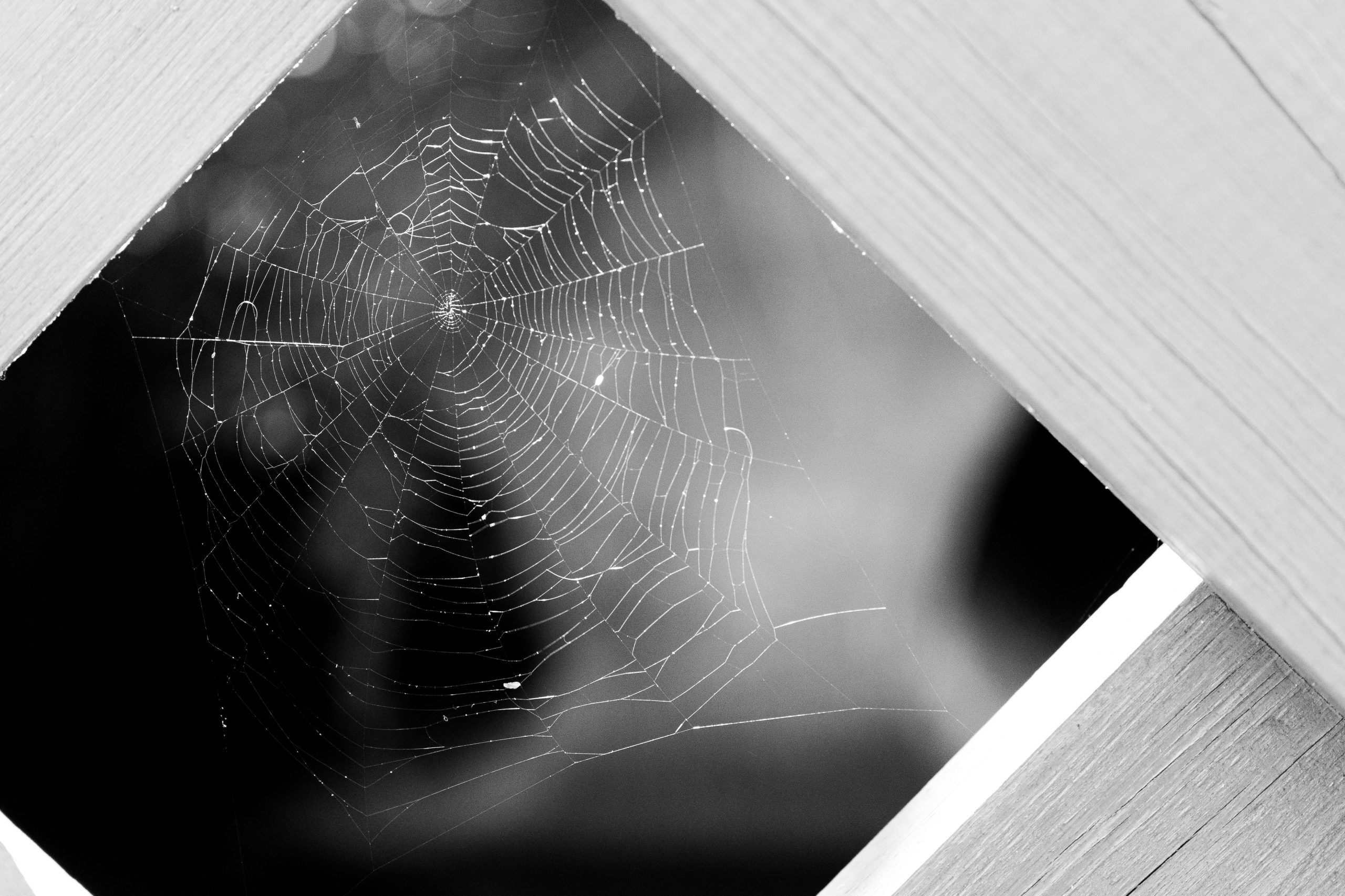 2026 Rare Artist Contest Entry: Spider Web